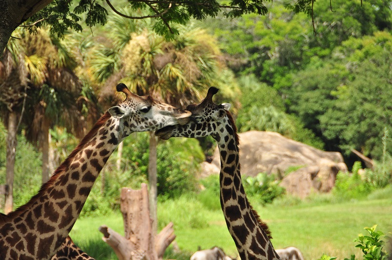 And occasionally amorous.