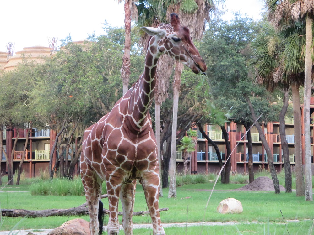 May I join you for dinner?